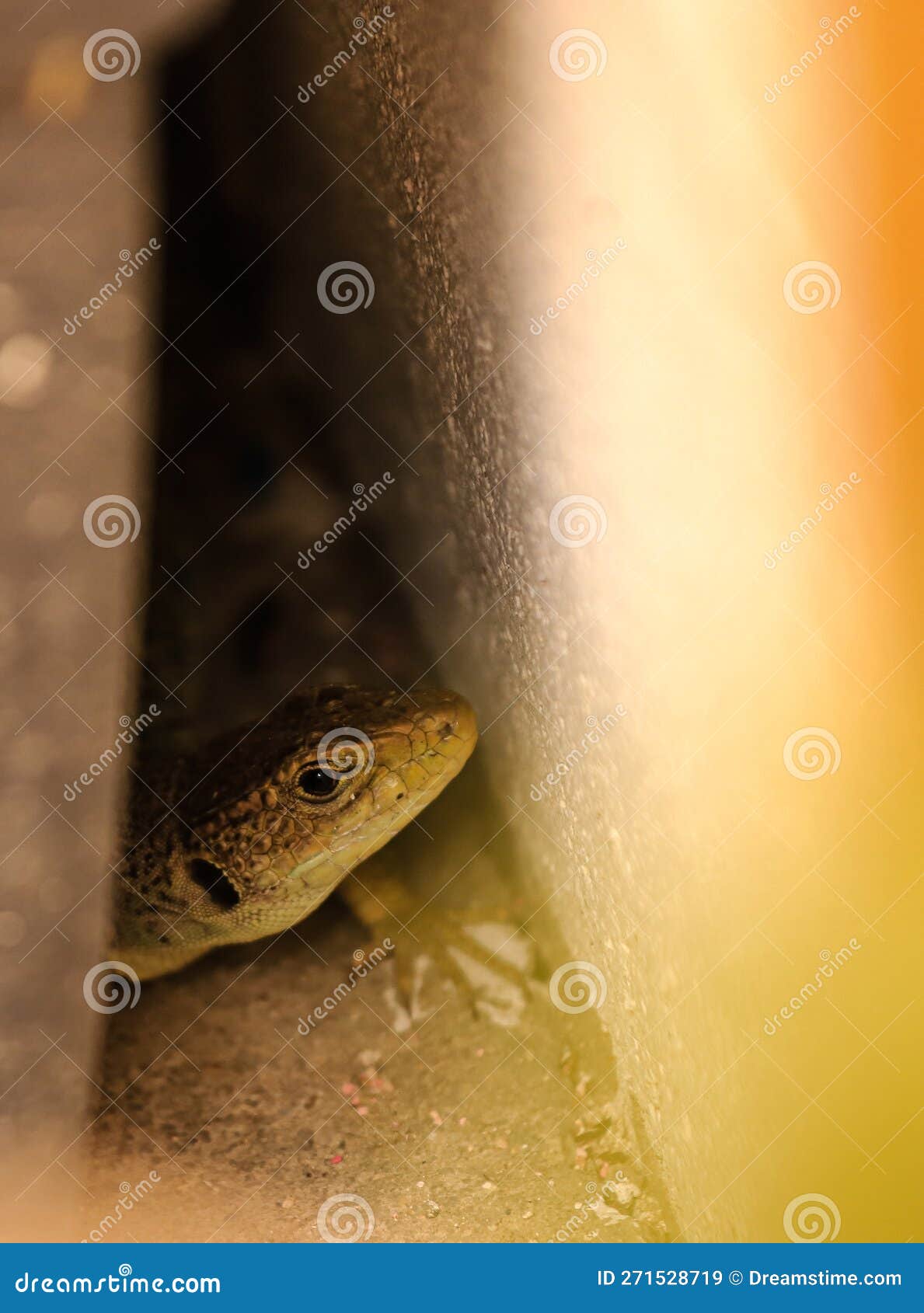 a lizard hides in a hole in a wall.