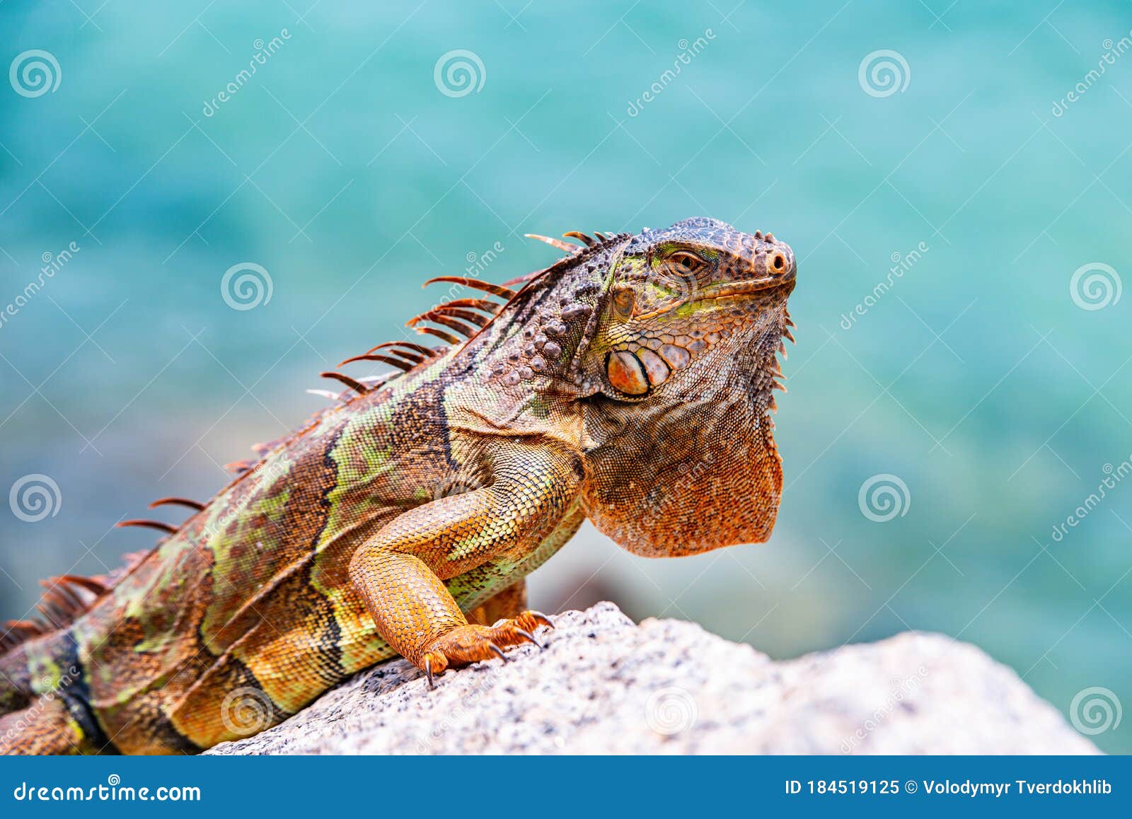 Lizard Iguana, in a Cave Where Lizards Live. Stock Image Image of