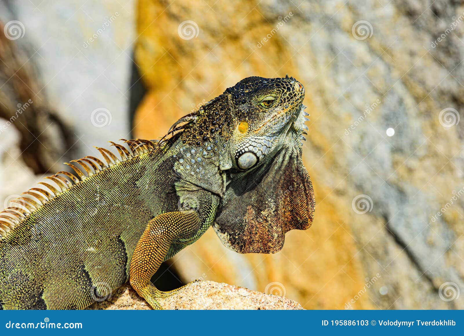 Lizard Iguana, in a Cave Where Lizards Live. Stock Image Image of