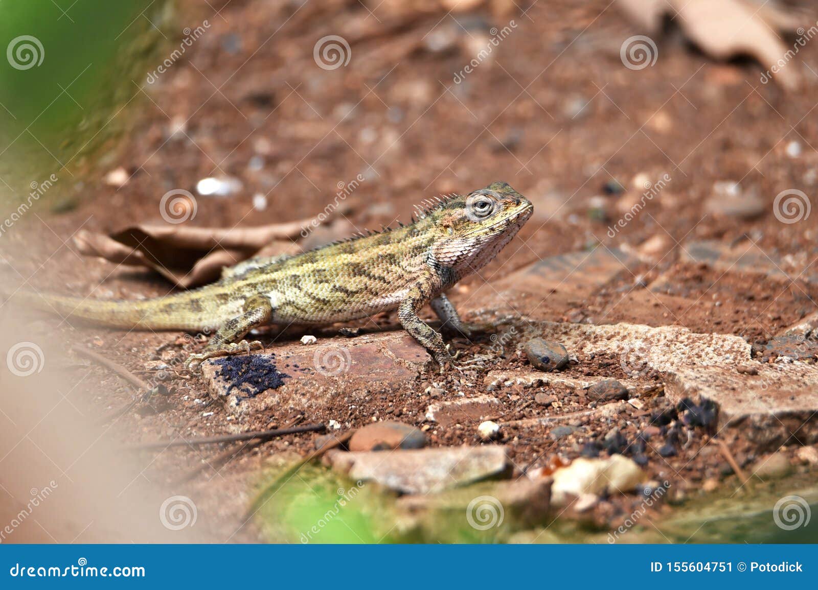 lizard include quadrupeds with long fingers
