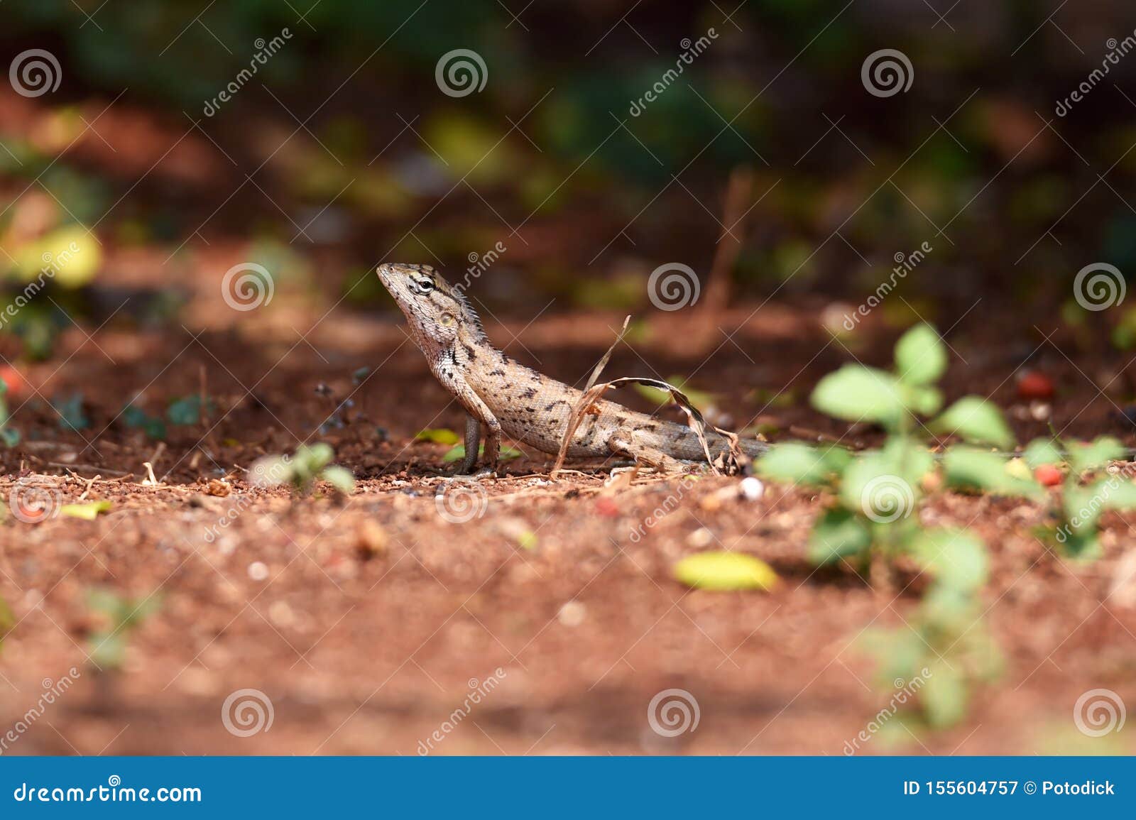 lizard include quadrupeds with long fingers