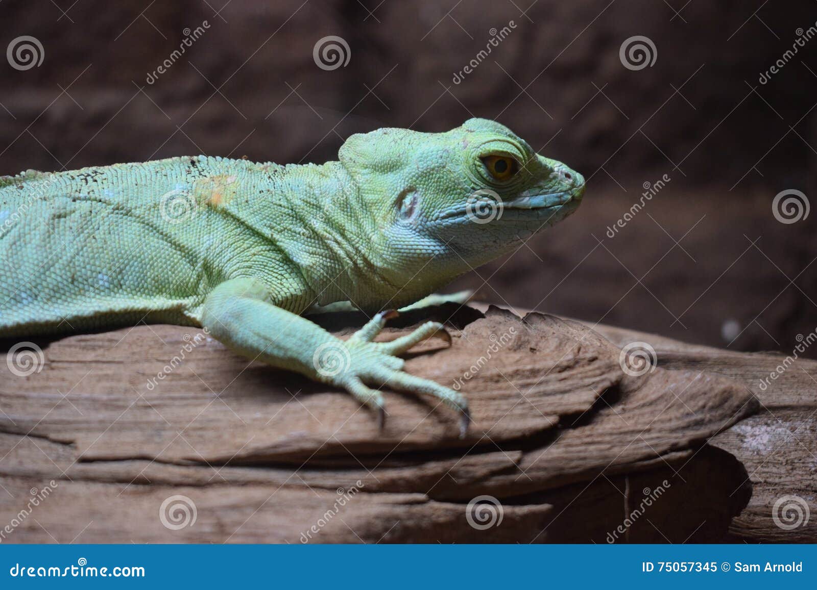 Lizard stock image. Image of heat, lizard, animals, wildlife 75057345