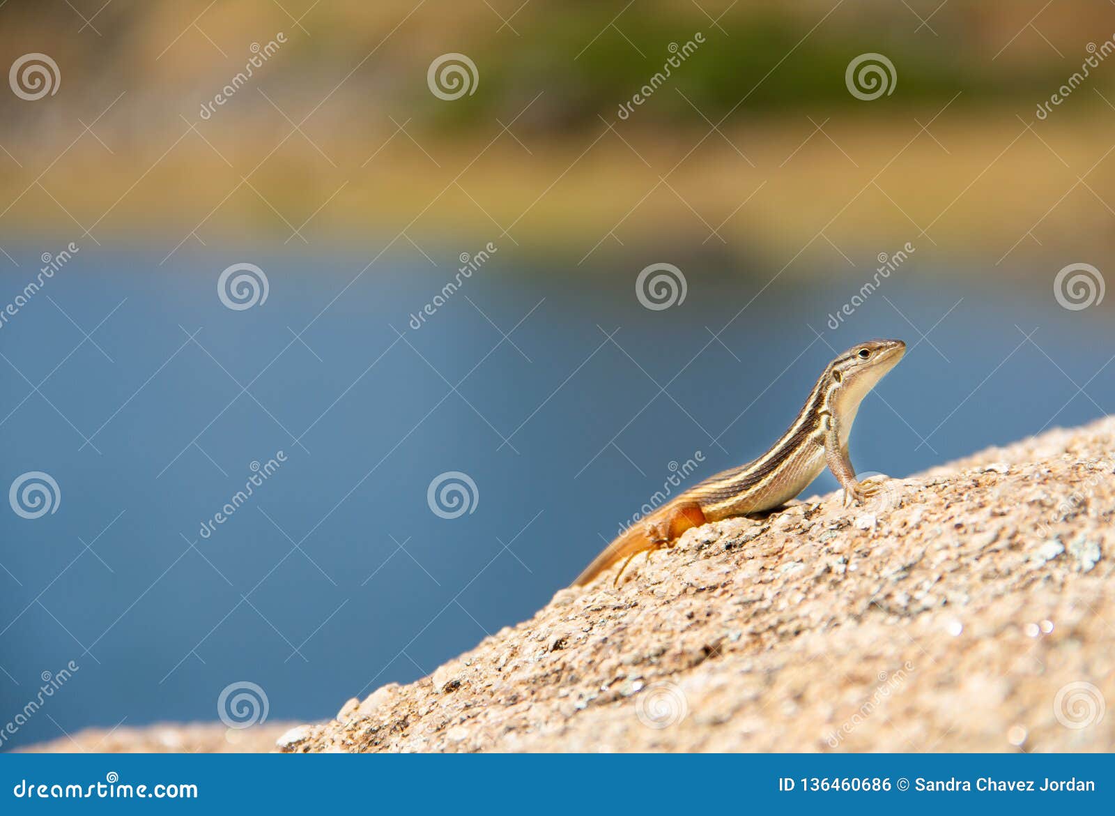 lizard look around and smiles while stands in a rock of desert