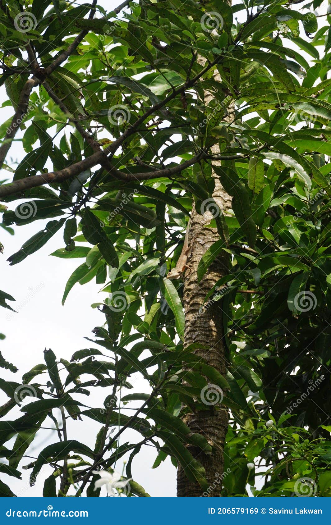 a lizard looking down from a tree.