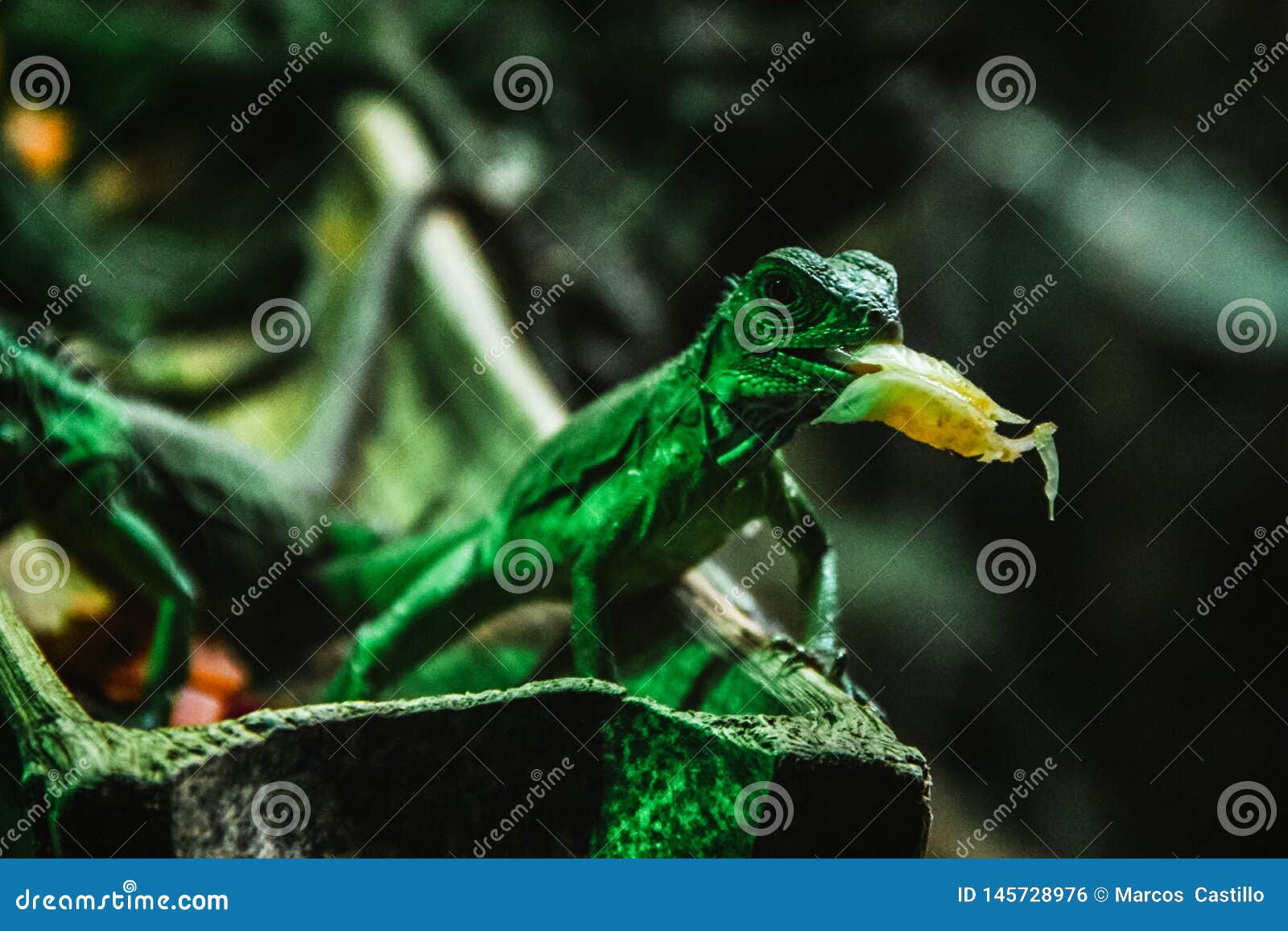 lizard mexican reptile chiapas mexico iguana del sumidero