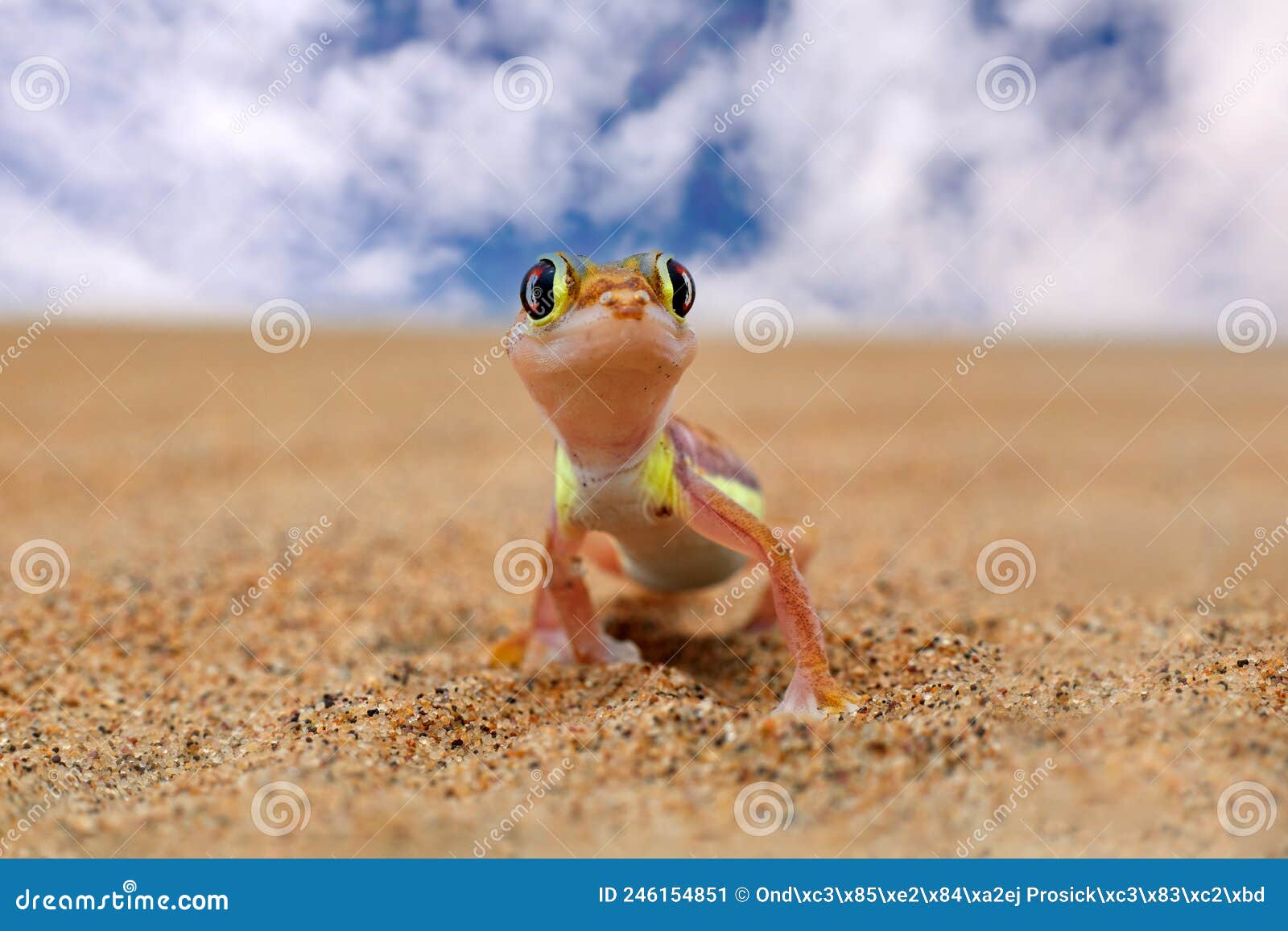 lizard in namibia desert with blue sky with clouds, wide angle. gecko from namib sand dune, namibia. pachydactylus rangei, web-