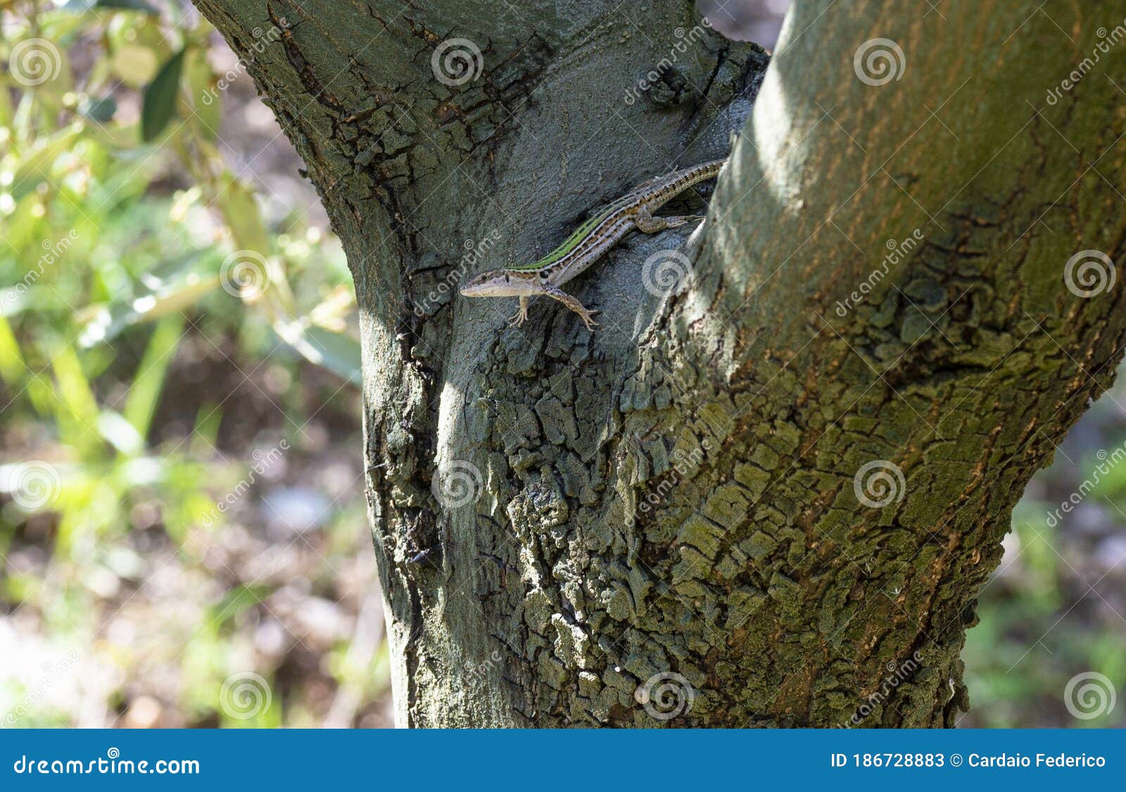 lizard on olive tree in summer