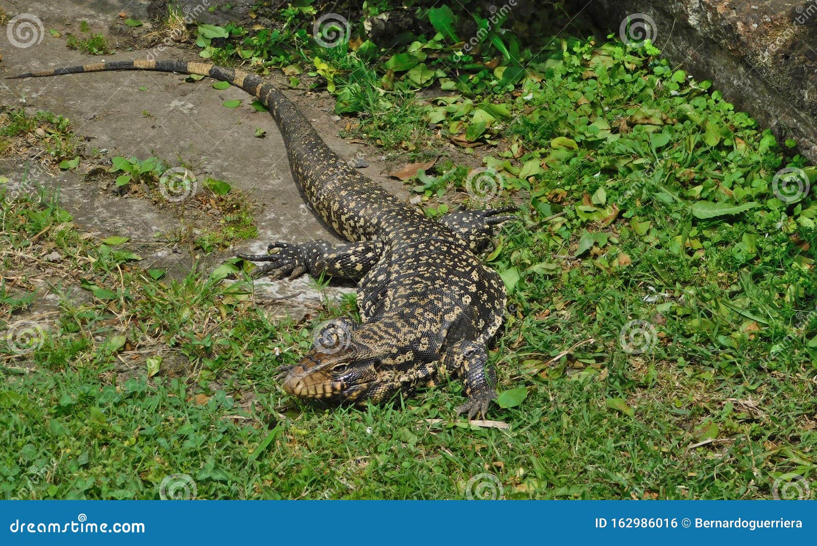 lizard overo in the rural area that invades the family home
