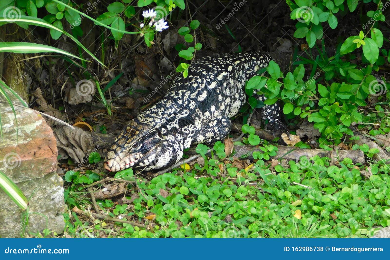 lizard overo in the rural area that invades the family home