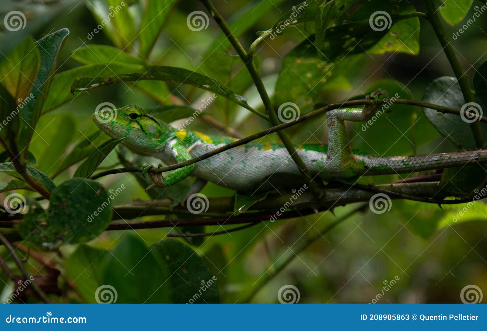 a tropical lizard in equilibrium on a branch in its habitat french guyana