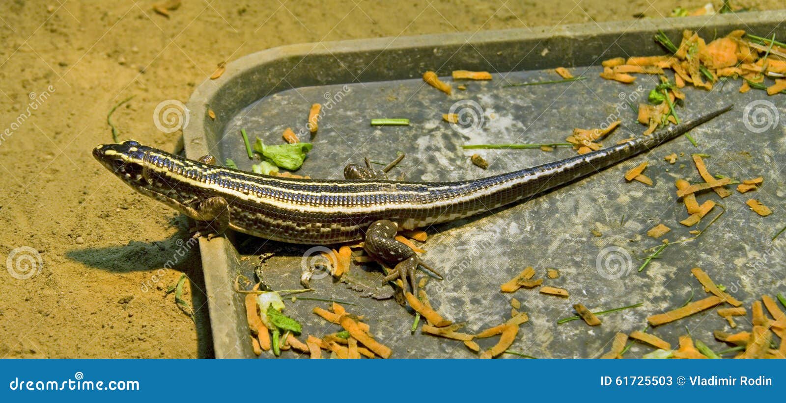 Lizard Reptile Scaly Claws Terrarium Stock Image - Image of forage