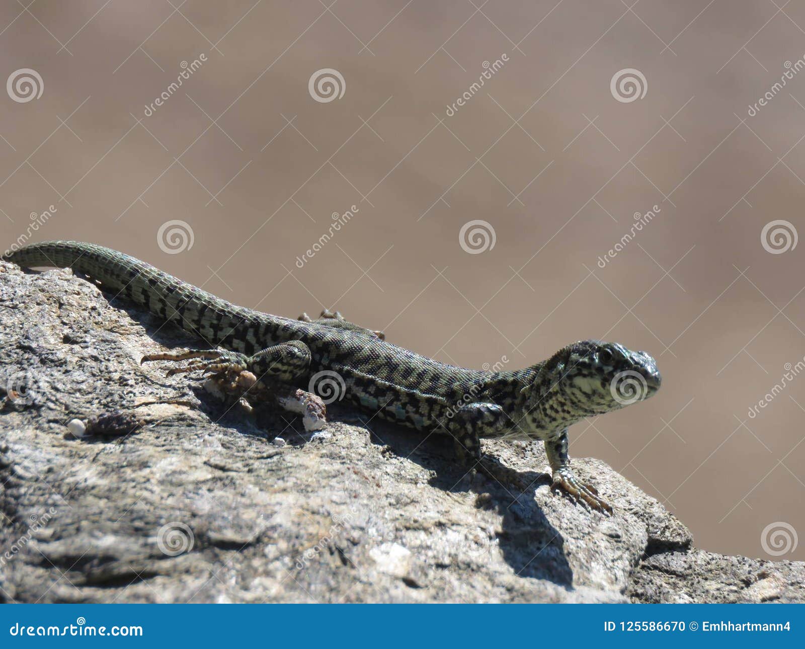 Lizard on rocks stock photo. Image of rocks, hagedis 125586670