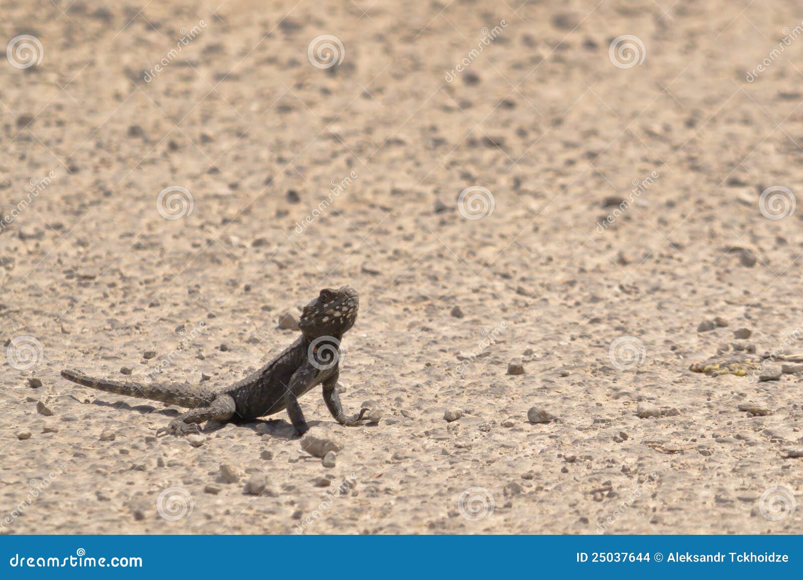 Lizard on the road stock photo. Image of descriptive 25037644