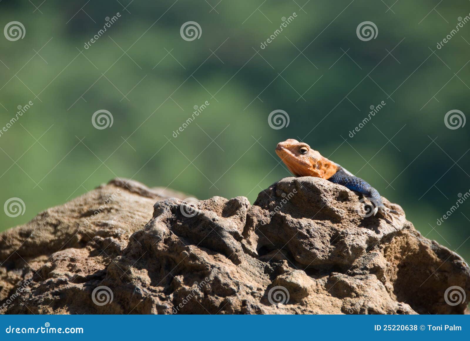 A lizard on a rock stock photo. Image of exotic, lizard 25220638