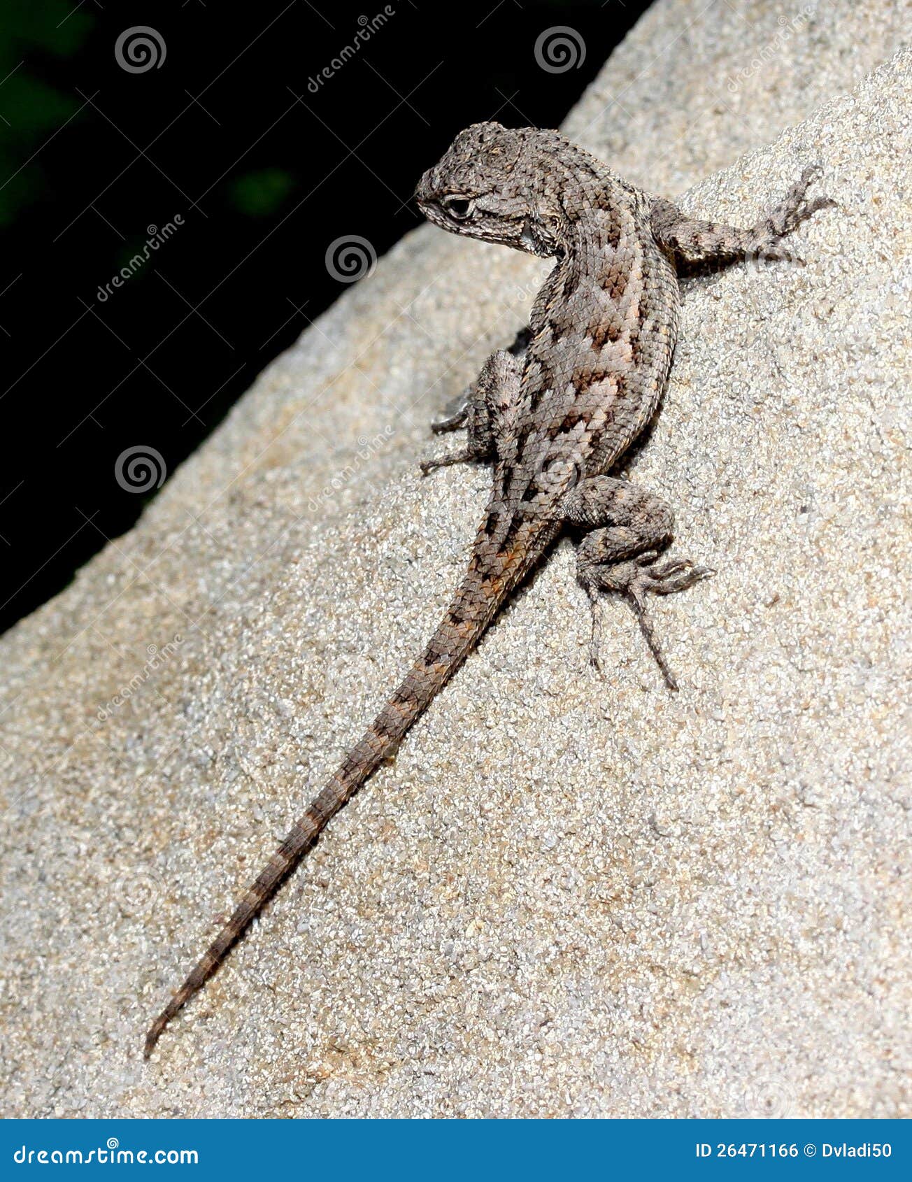 Lizard on a rock. Lizard basking on a rock in the cool of the day