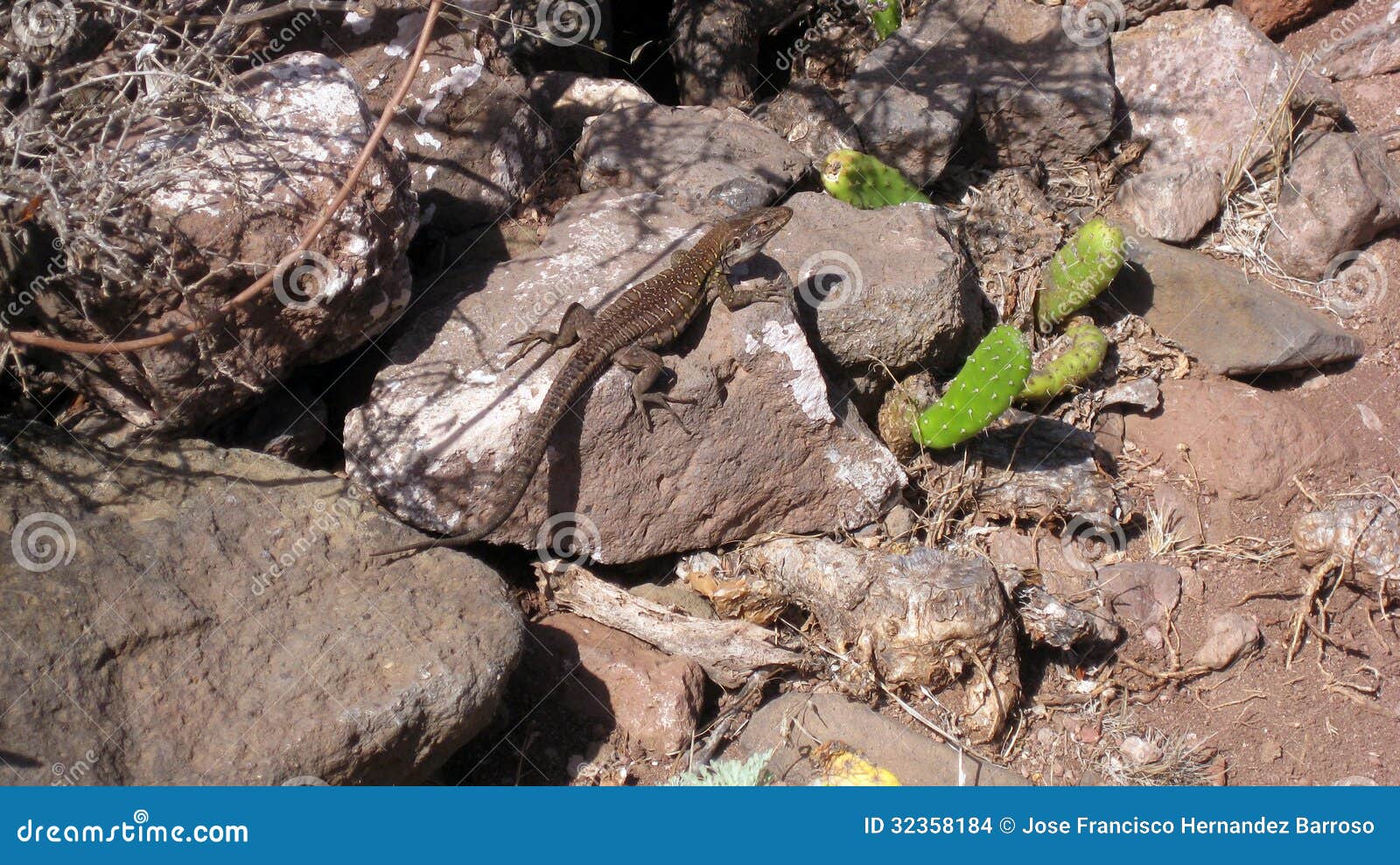 lizard between rocks