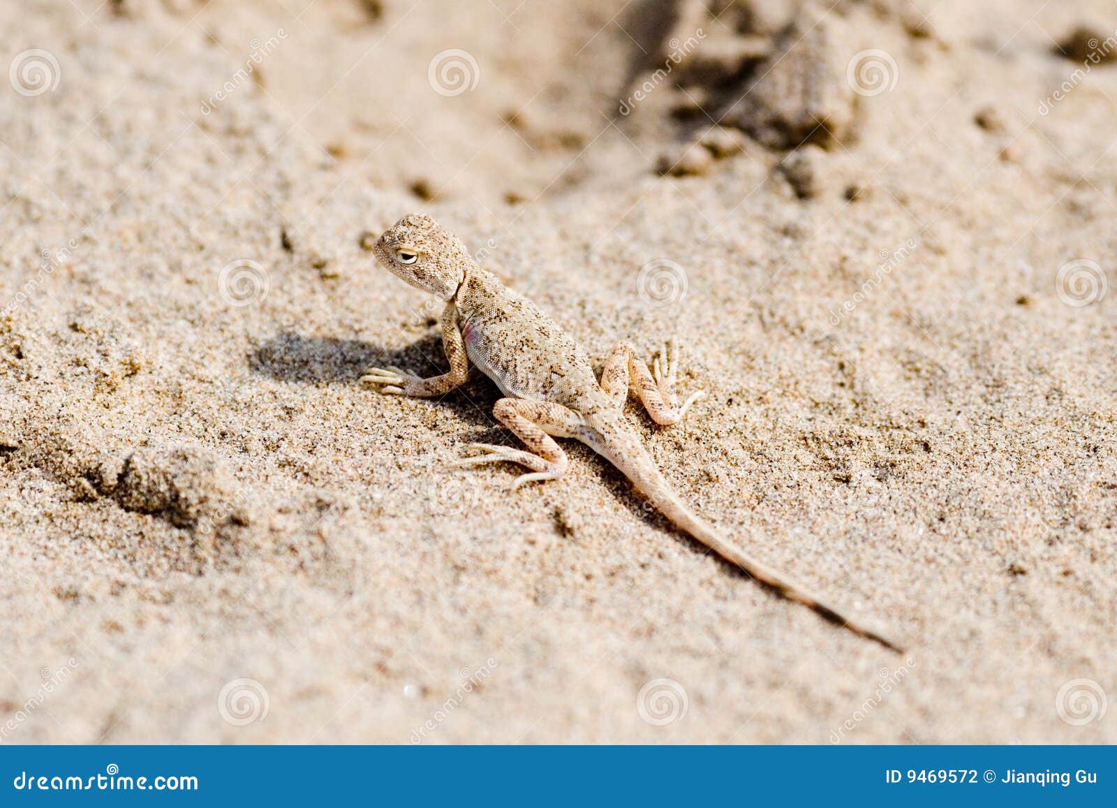 Lizard on sand stock photo. Image of zoological, sand 9469572