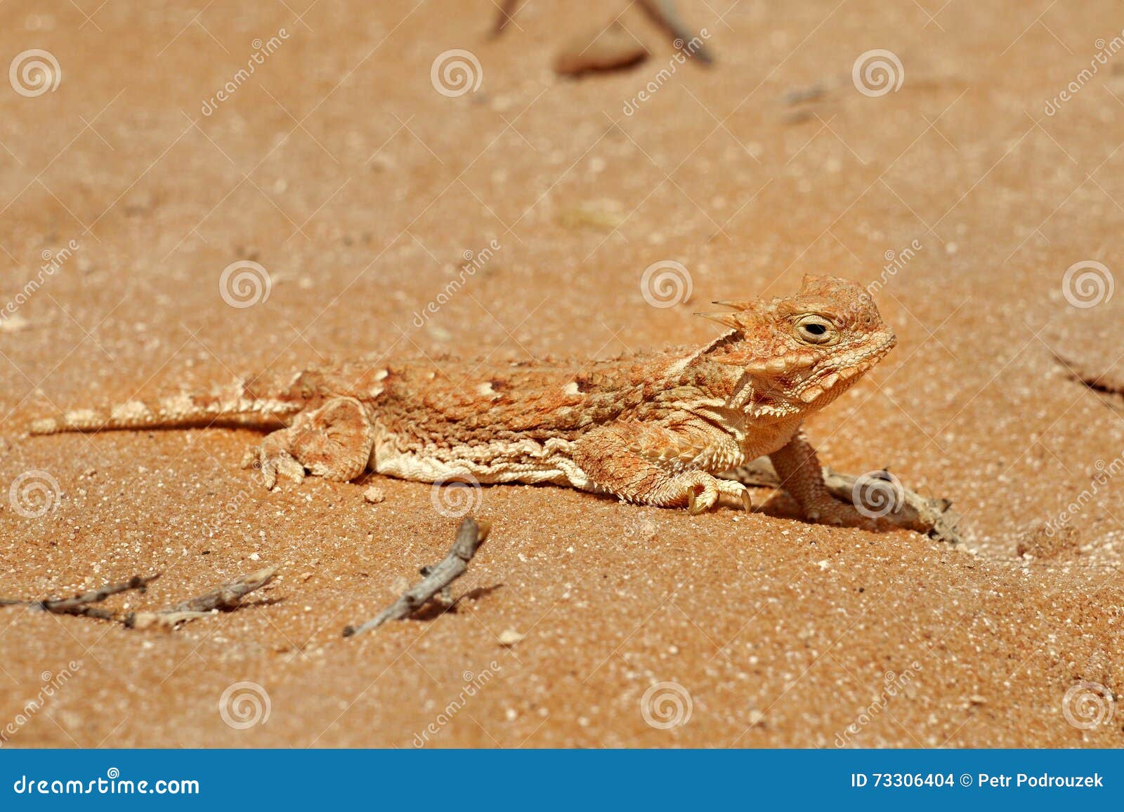 Lizard in the Sand in the Desert Stock Photo Image of nature, skin