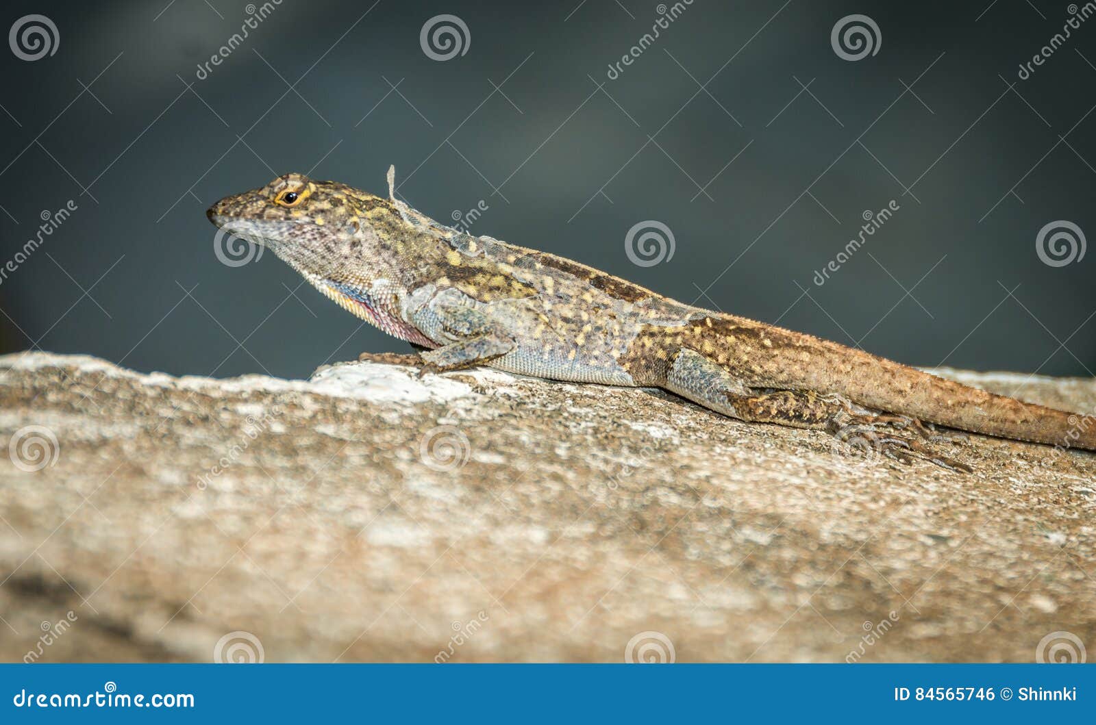 Lizard Shedding Skin Stock Photos Download 224 Royalty Free Photos