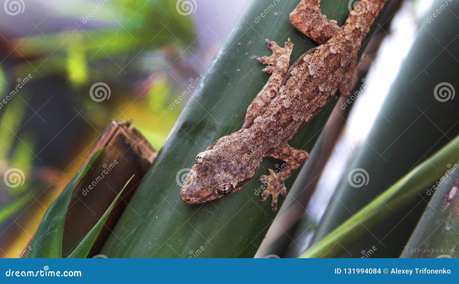 Lizard Sits on a Bamboo Branch Stock Photo Image of closeup, tropical 131994084