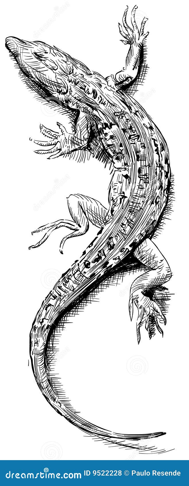 Lizard crawling sketch hand drawn in doodle style Vector Image