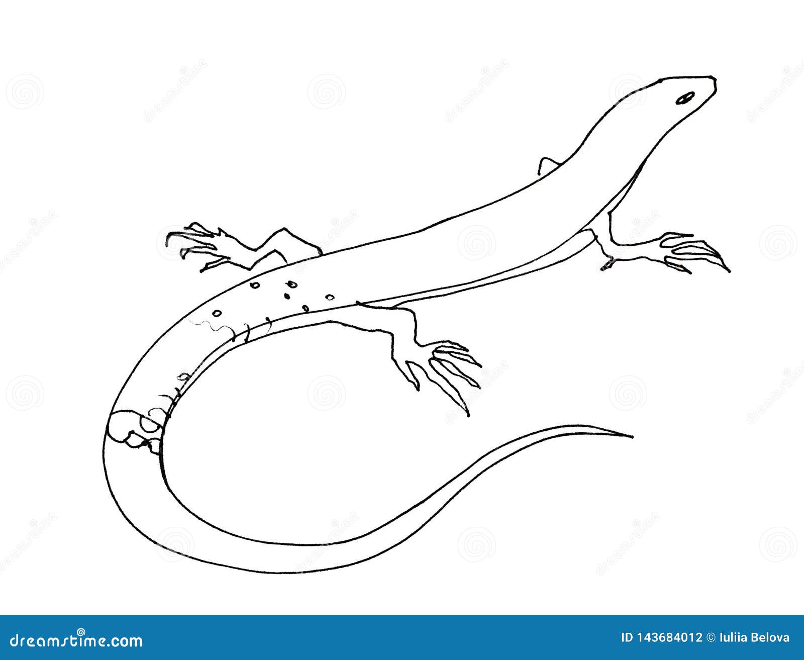 Lizard Sketch Vector PNG, Vector, PSD, and Clipart With Transparent  Background for Free Download | Pngtree