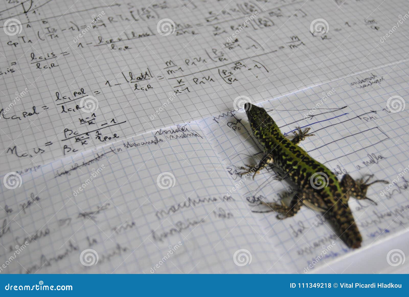 lizard studyng thermodynamics