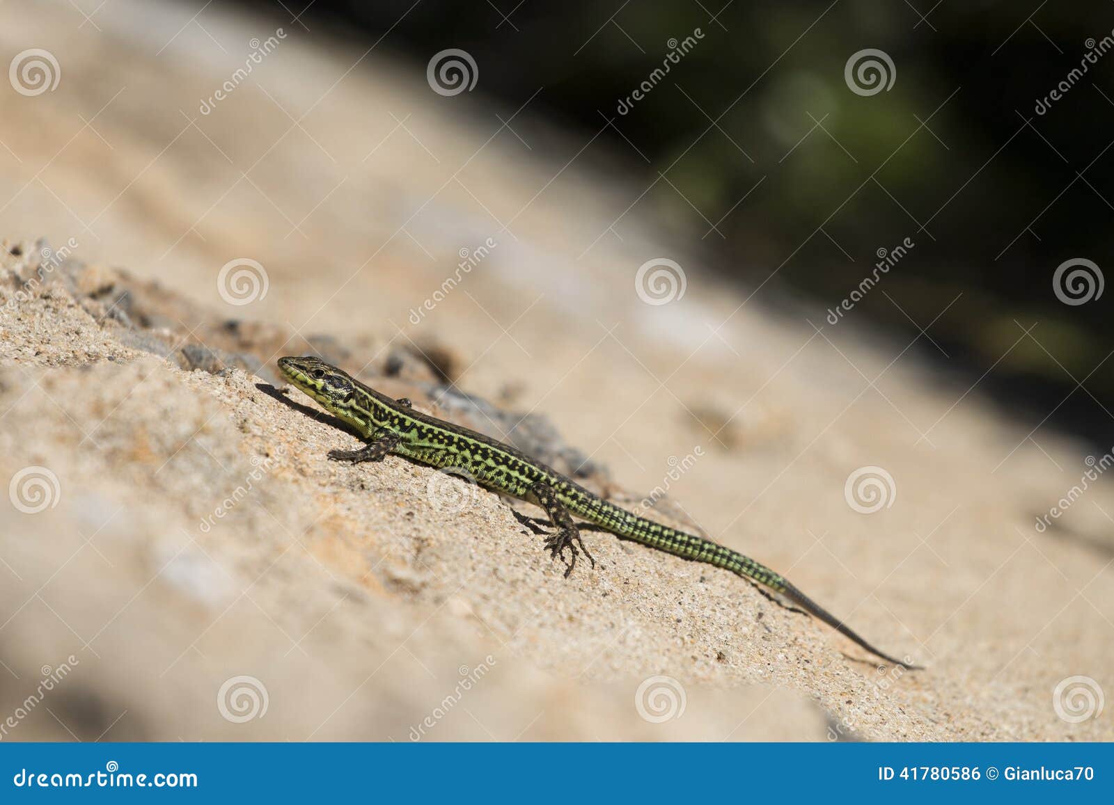 lizard in the sun (lucertola ocellata)