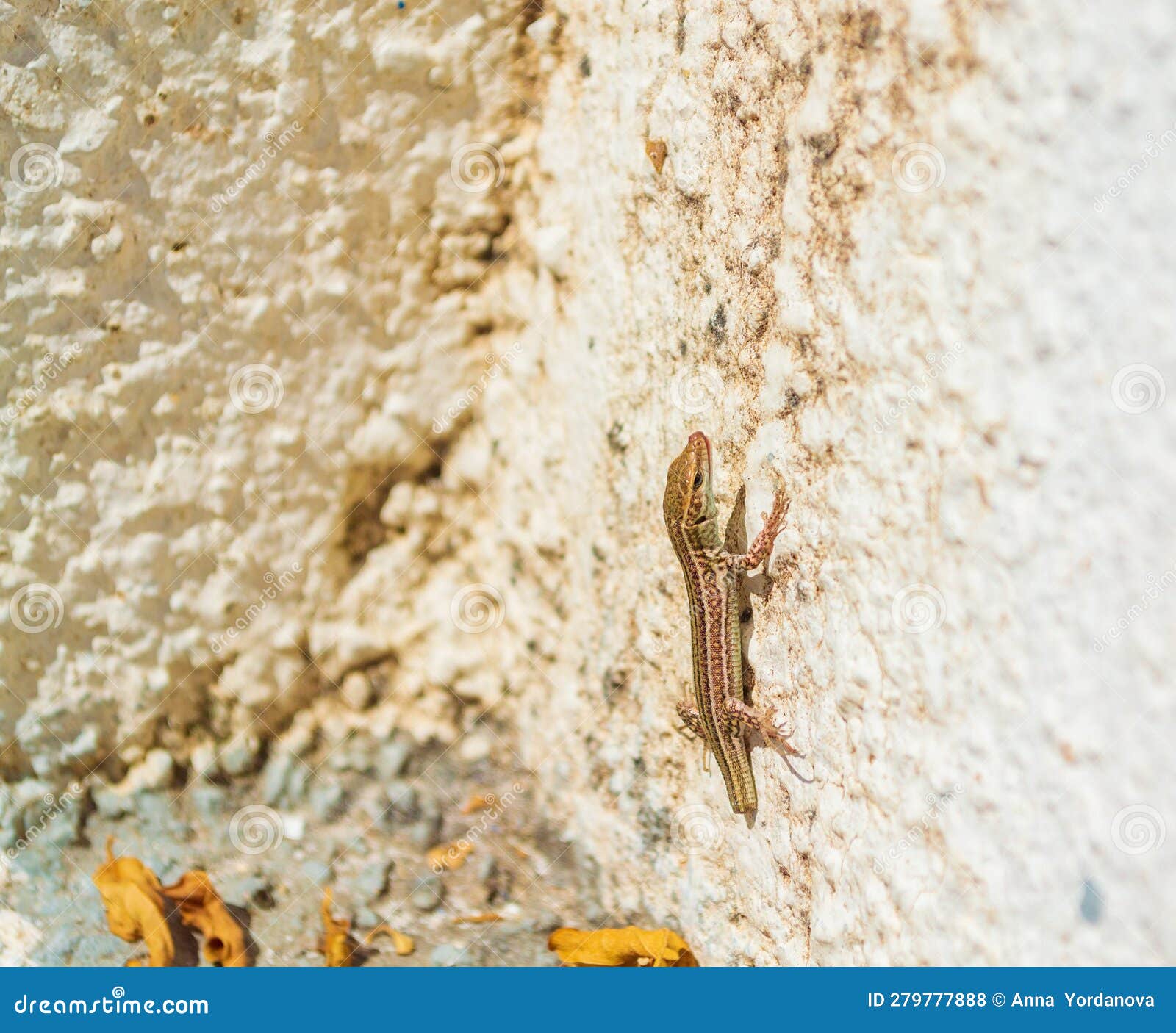 lizard with tail lost on thirasia island steps greece