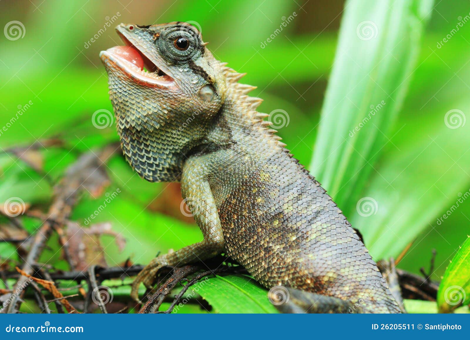 Lizard Thailand discover stock image. Image of macro 26205511