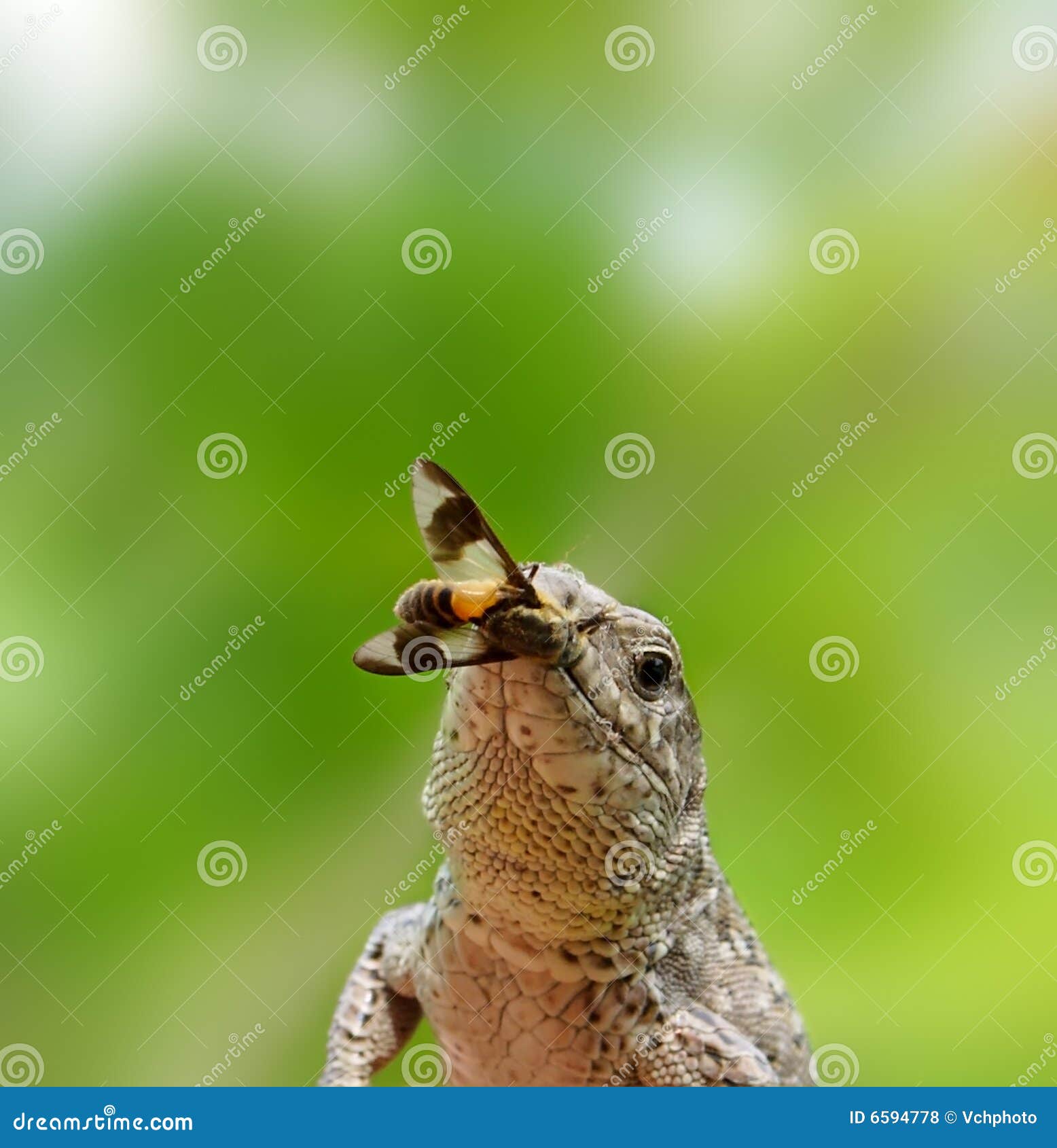 Lizard to fly. stock photo. Image of brown, life, background 6594778