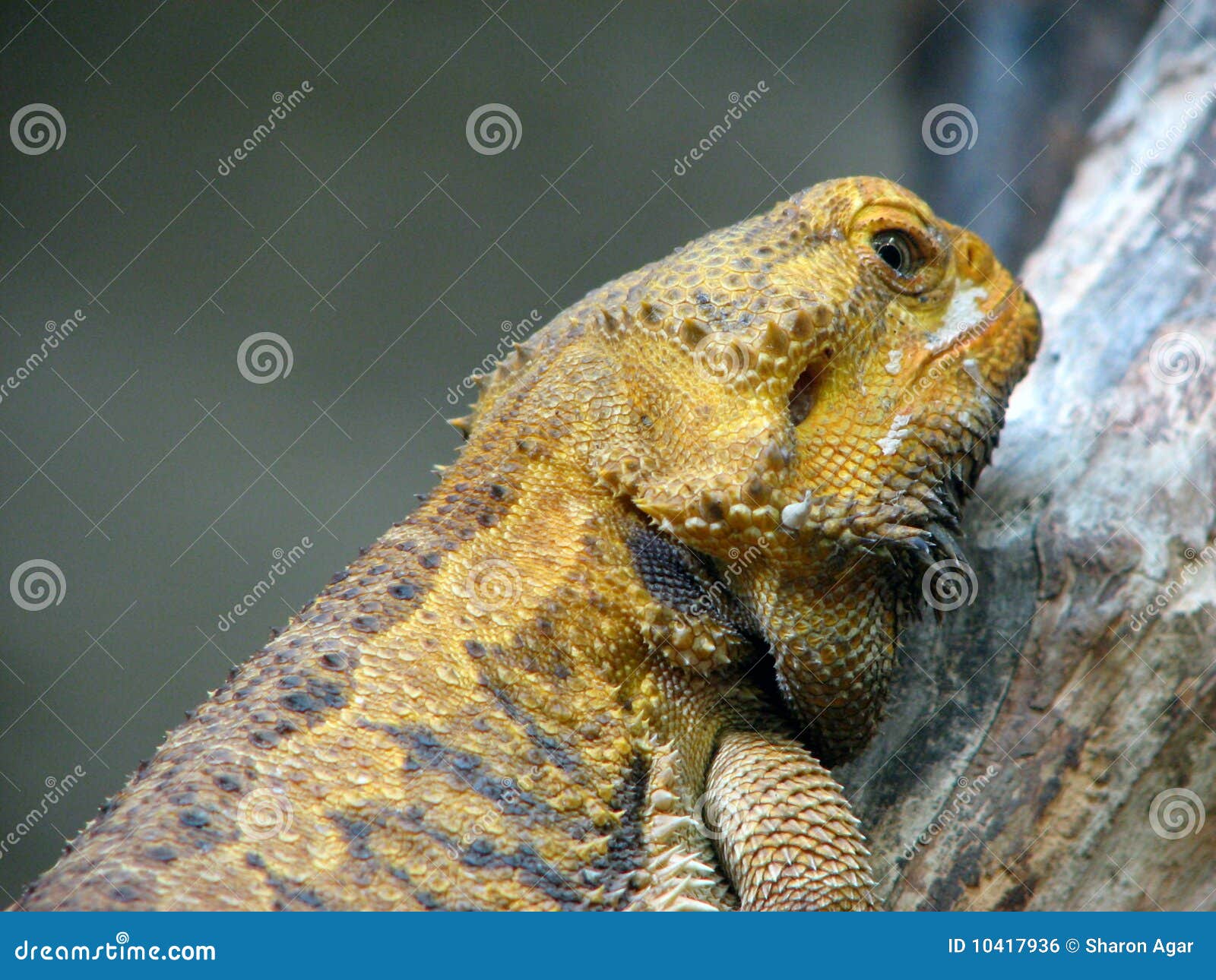 Lizard Watching stock photo. Image of wildlife, reptile 10417936