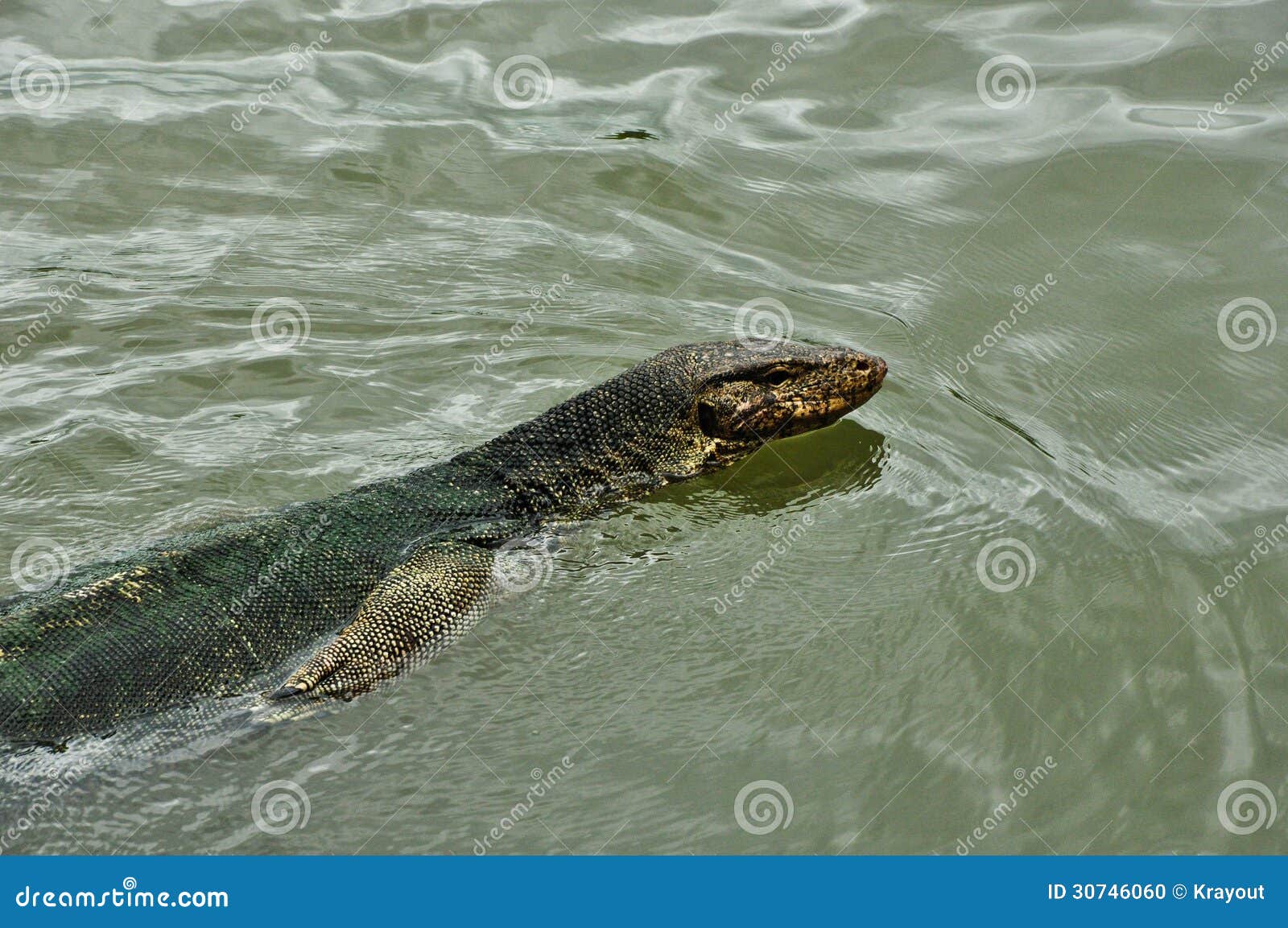 Lizard in water stock photo. Image of komodo, reptile 30746060