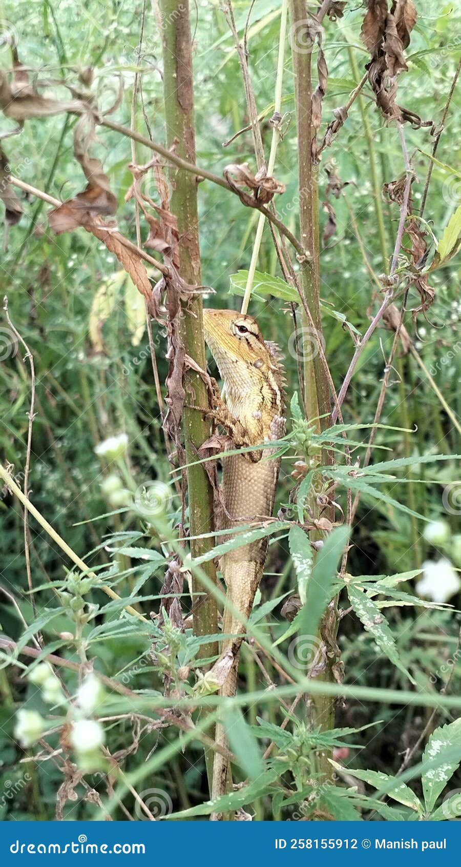 Lizard with Weed vibes stock photo. Image of vibes, weed 258155912
