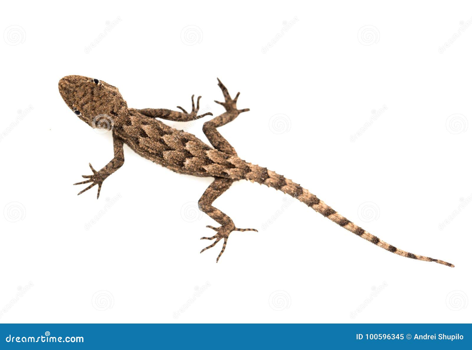 lizard on a white background. macro
