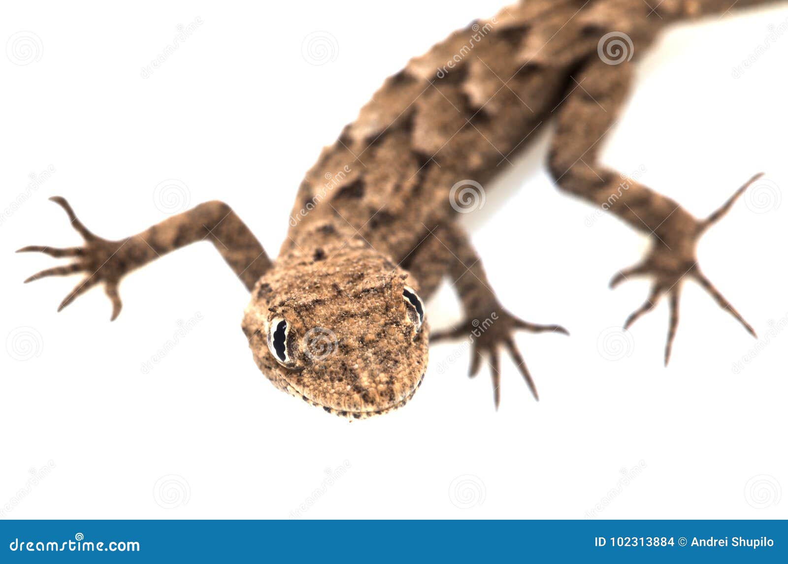 lizard on a white background. macro