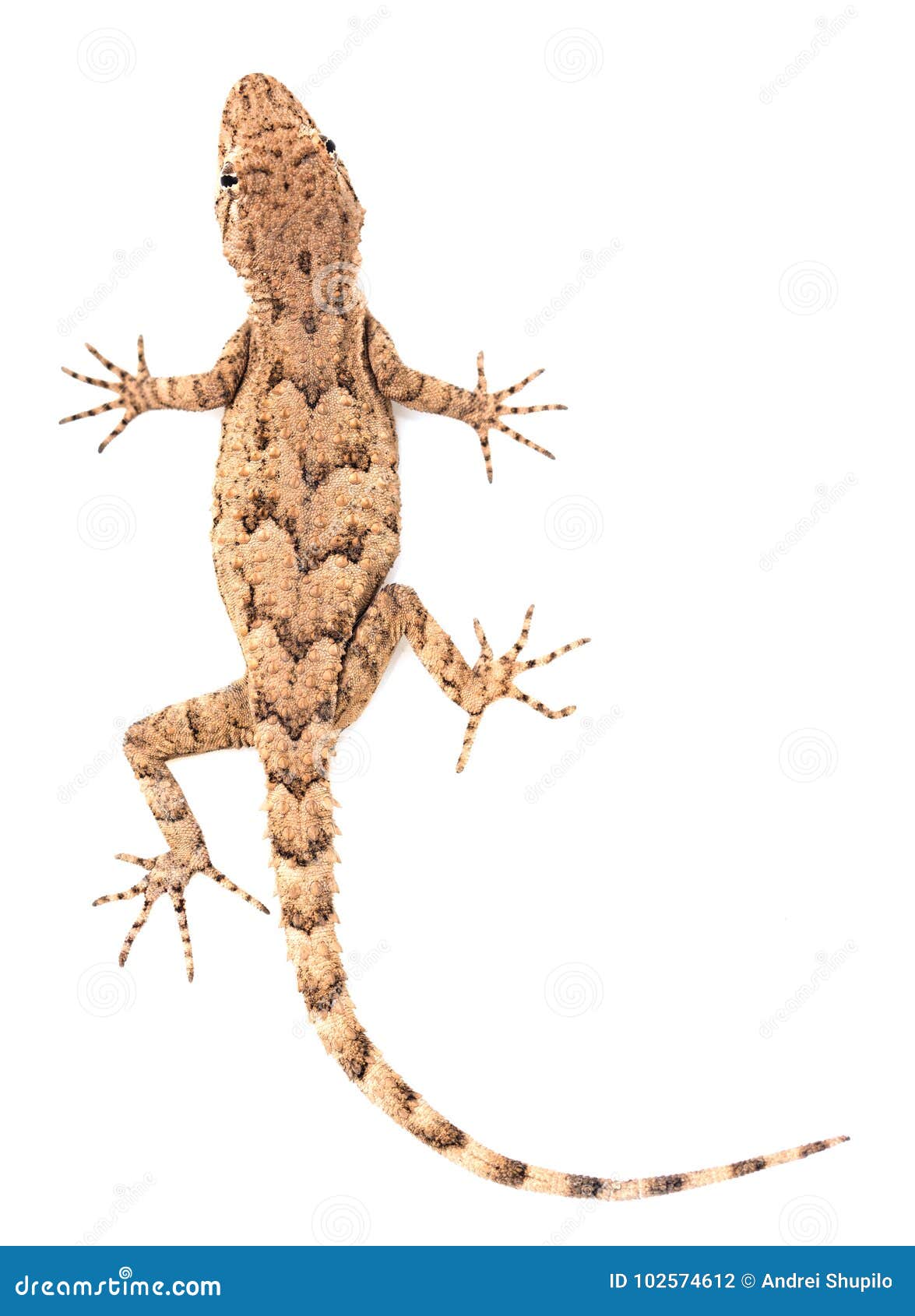 lizard on a white background. macro