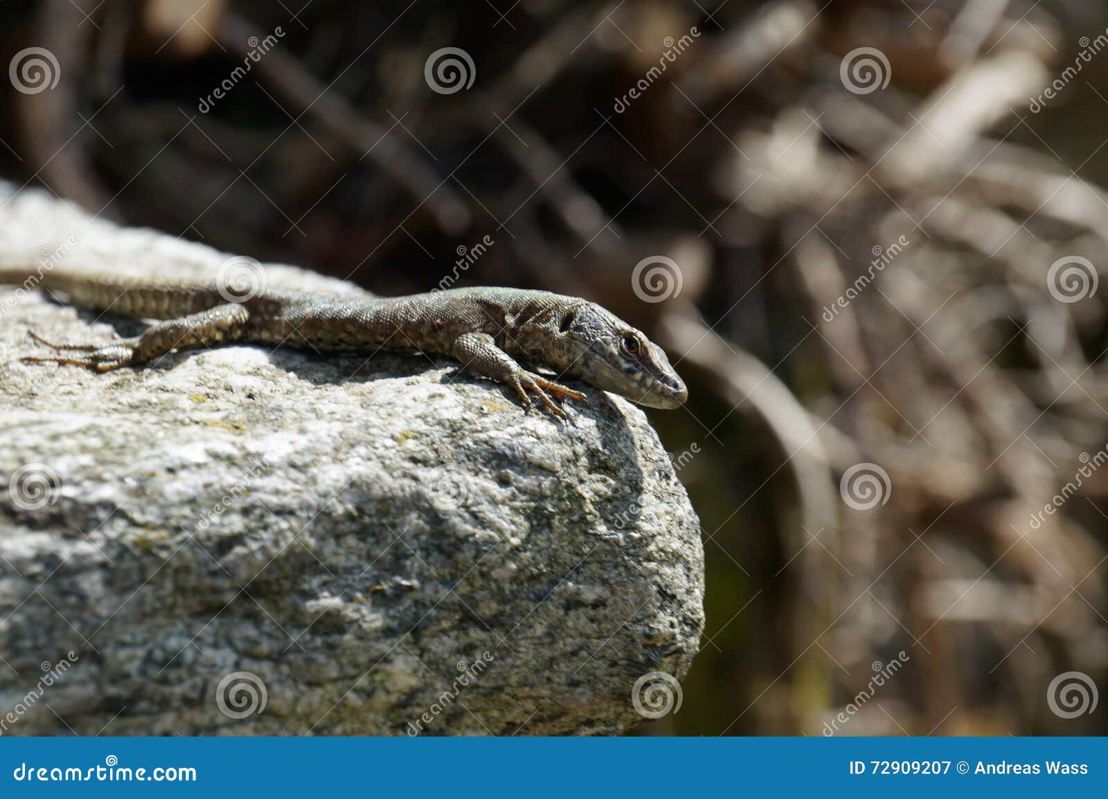 lizard wisely gazes directly at observer and sits at stone rim.