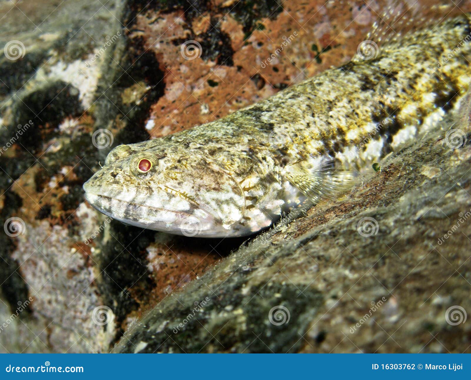 lizardfish (close up)