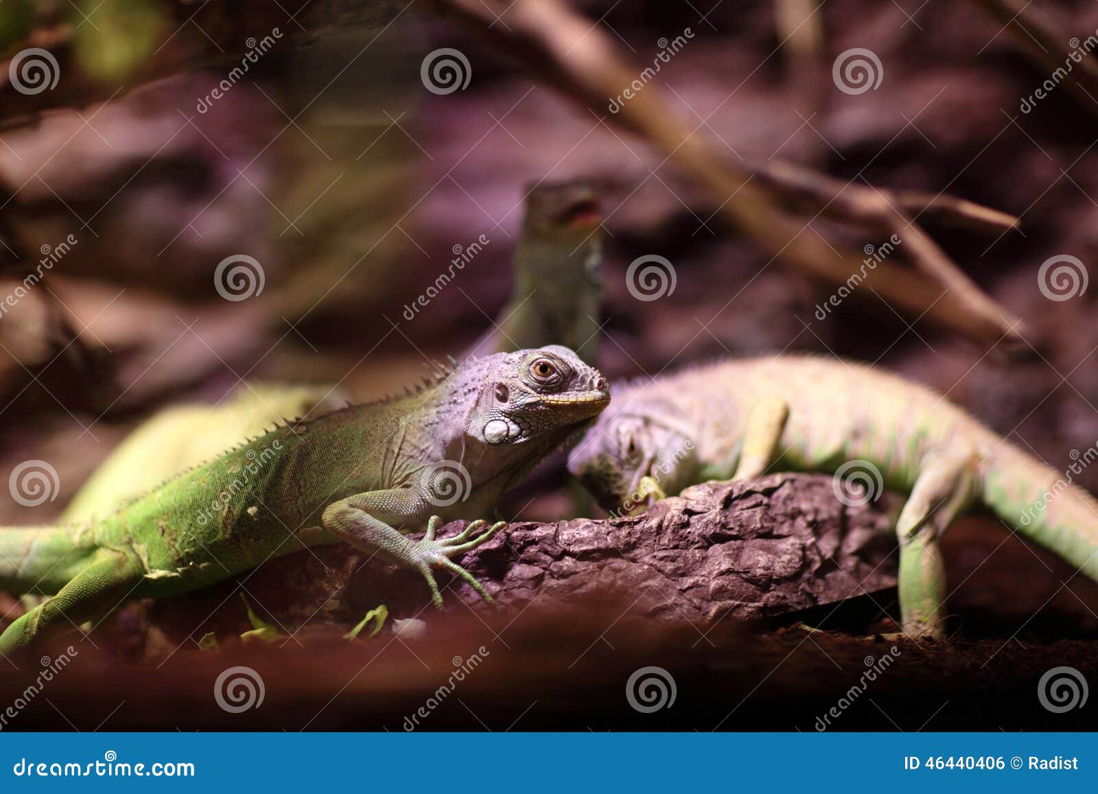 Lizards eat vegetables stock photo. Image of meal, nature 46440406