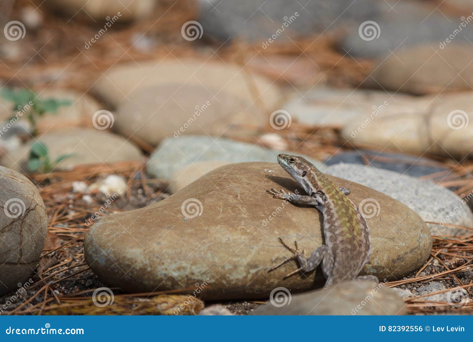 lizards hiding on the ruins of aci castello castle