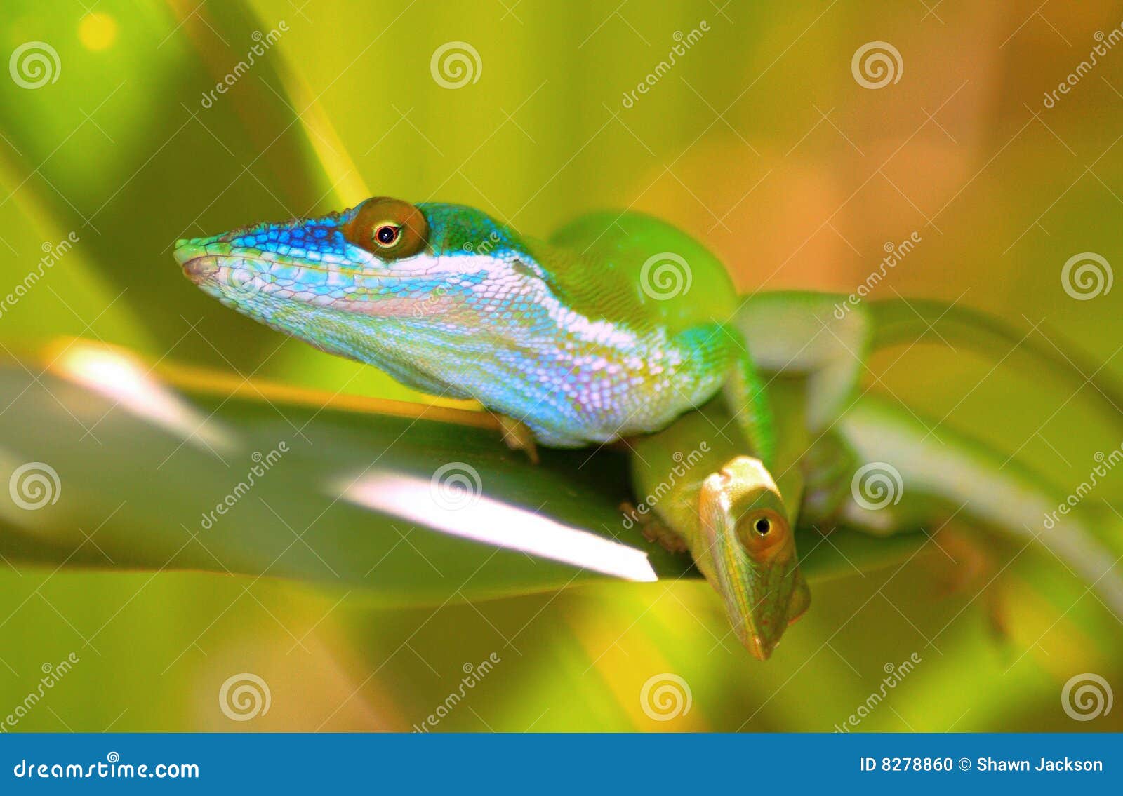 lizards on leaf