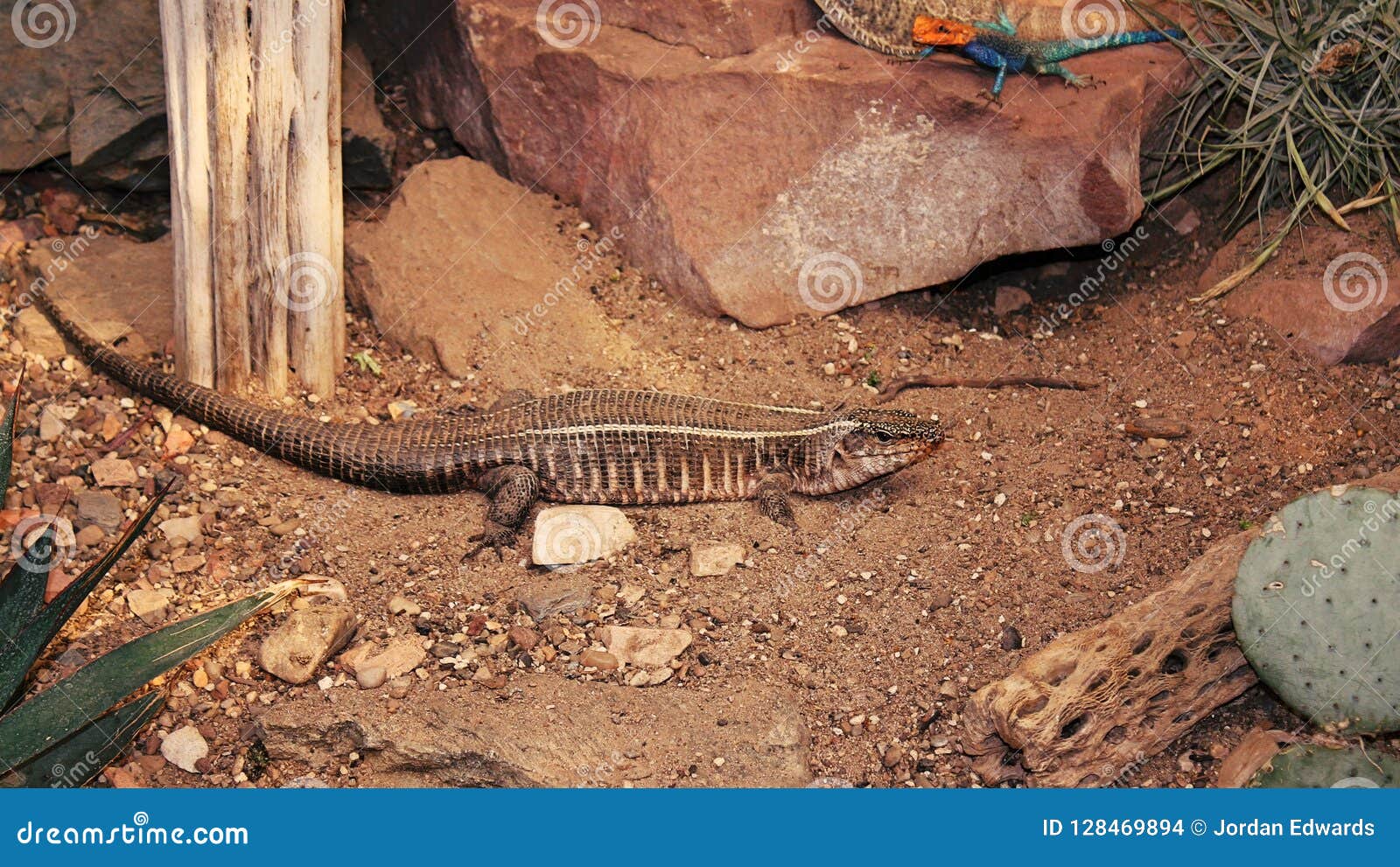 Lizards In A Reptile Garden Stock Photo Image Of South