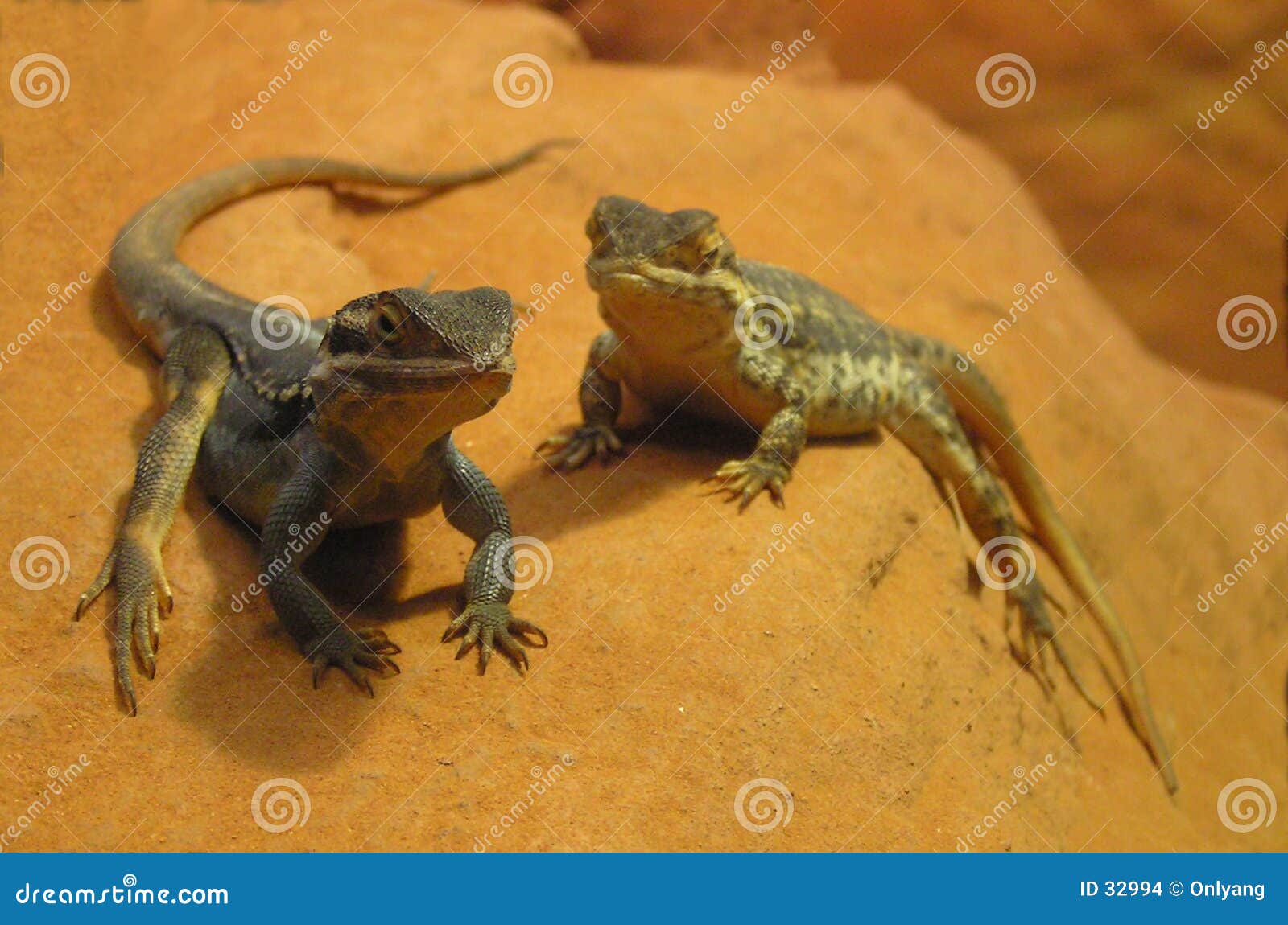 lizards on a rock