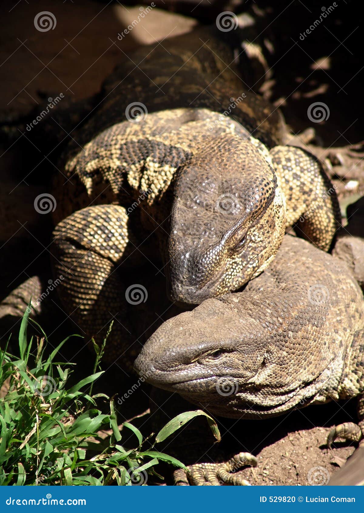 lizards sunning on rock