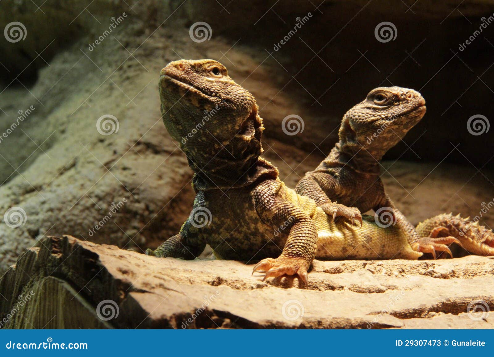 lizards: two central bearded dragons
