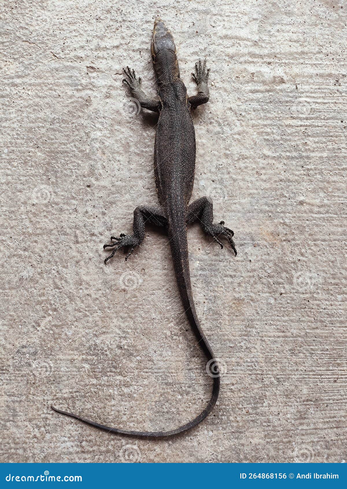 Lizards are a Type of Reptile that Belongs To the Lizard Group Stock