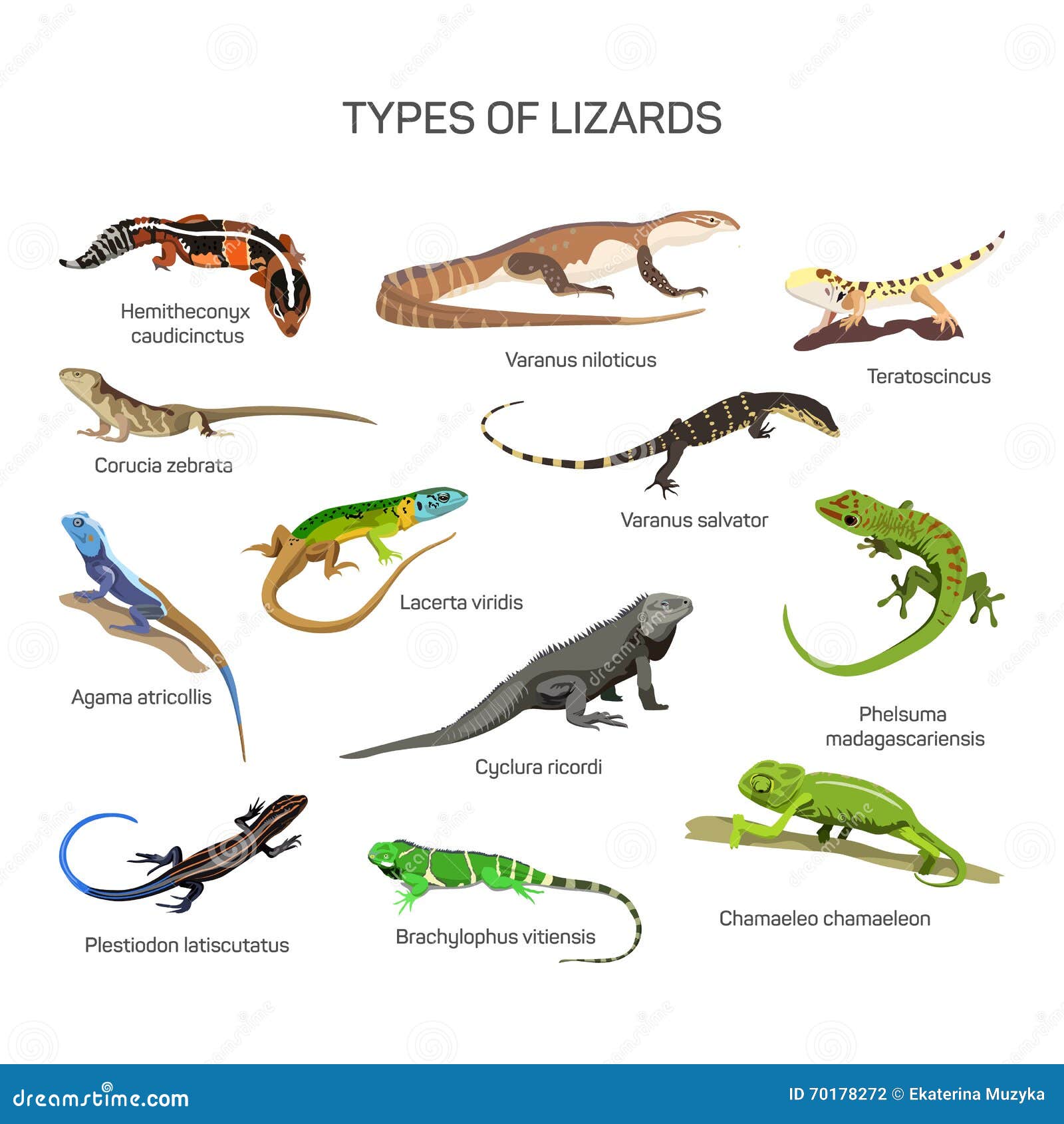 types of lizards chart