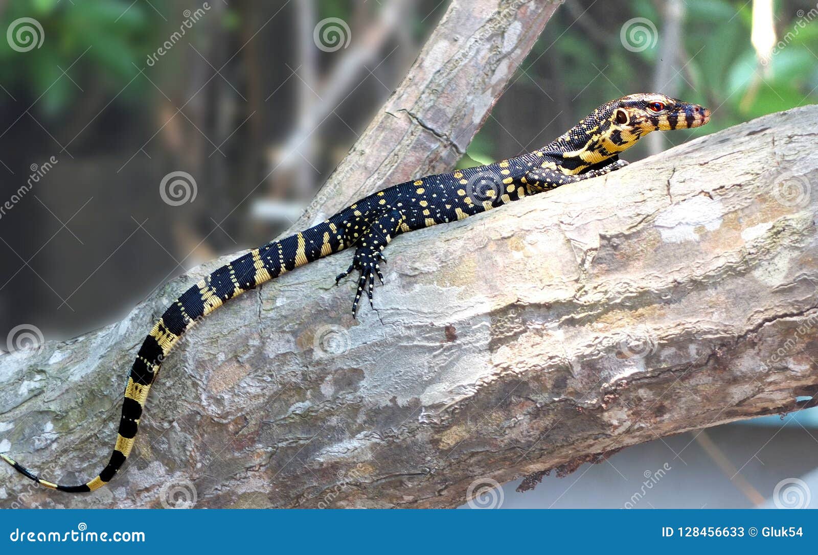 lizards are a widespread group of squamate reptiles
