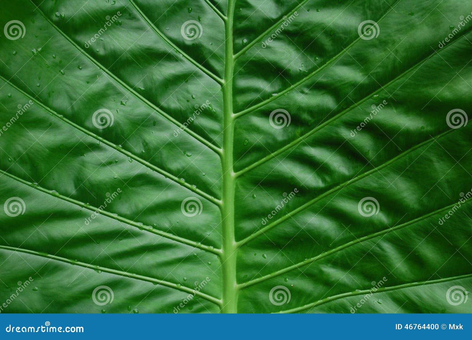 Zielona liść żyła tupocze n